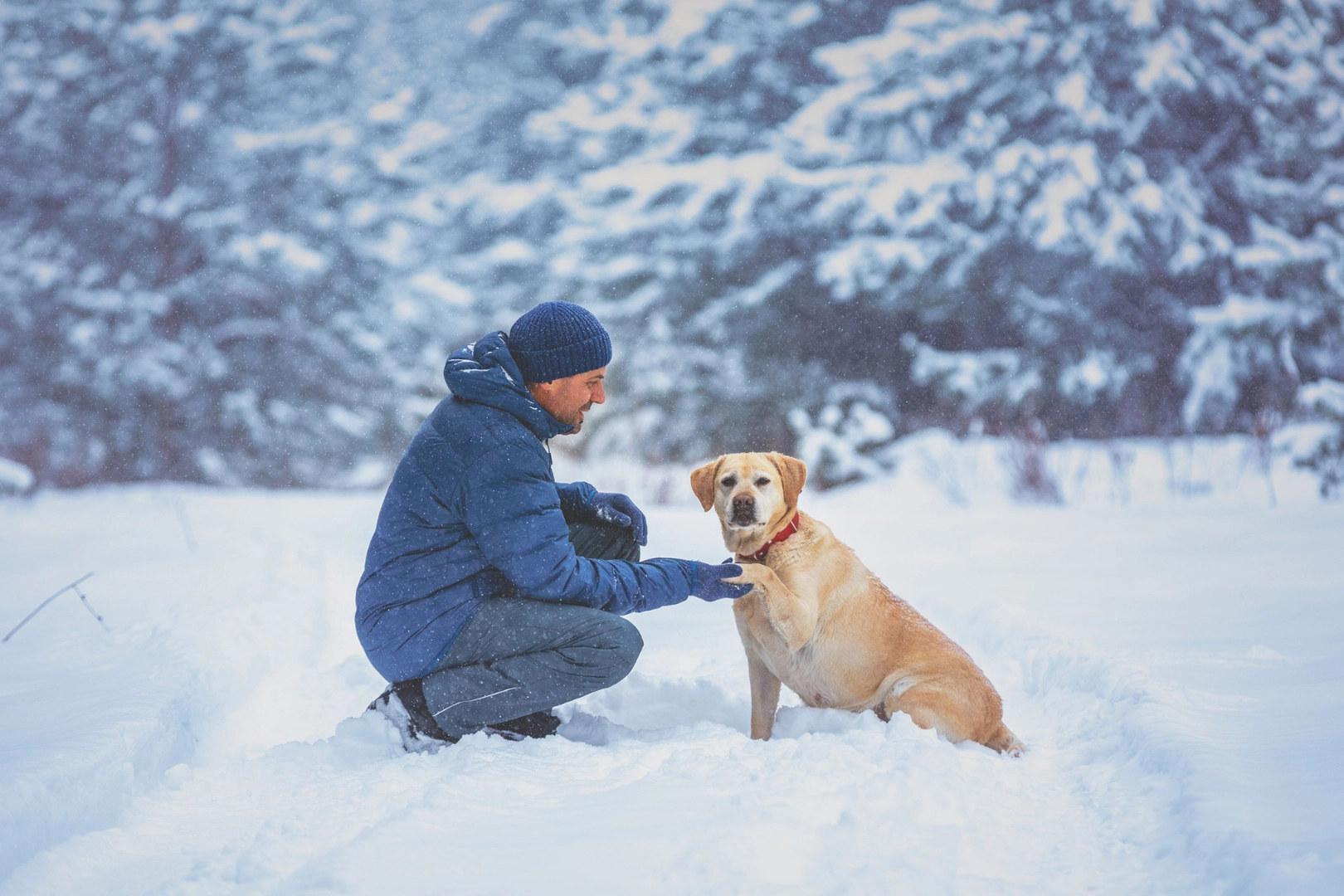 Hund mit Heerchen machen einen Spaziergang durch einen verschneiten Wald