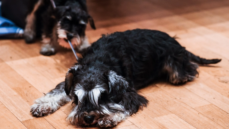 Konstituierende, DV 2020